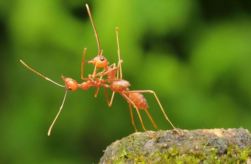 Tańcząca para mrówek